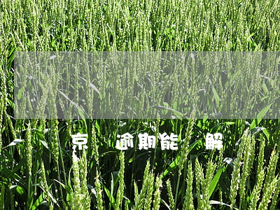 京東逾期能調解