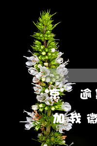 京東逾期被要求加微信(京東逾期處理部的人加我微信是真的嗎)