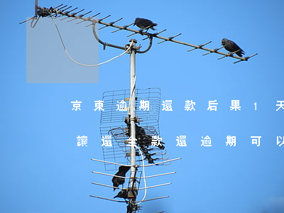 京東逾期還款后果1天(京東逾期31天,還款讓還全款還逾期可以嗎)