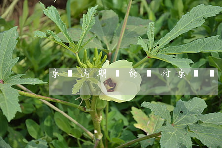 京東逾期還能閃付(京東閃付不可以用了)