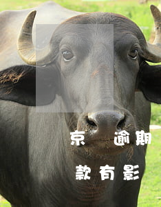 京東逾期銀行貸款(京東金融有欠款,沒逾期,貸款有影響嗎?)