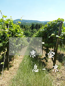 京東金條2萬(wàn)逾期500多天利息-京東金條2萬(wàn)逾期500多天利息多少