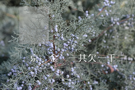 京東金條一共欠一千二
