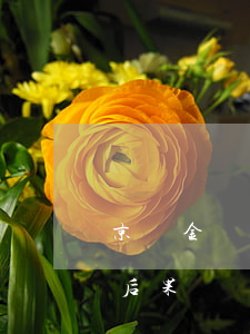 京東金條不還會起訴嗎(京東金條不還有什么后果)