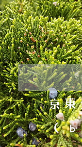 京東金條協(xié)商還款要電子征信報(bào)告-京東金條協(xié)商還款要電子征信報(bào)告嗎