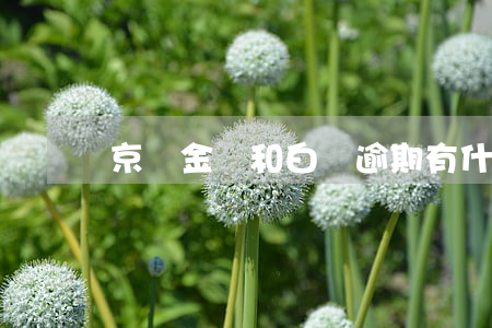 京東金條和白條逾期有什么后果-