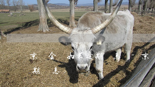 京東金條如果逾期會怎樣-京東金條如果逾期會怎樣