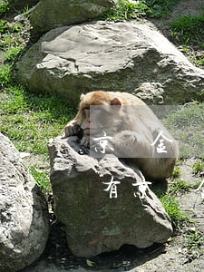 京東金條小額逾期了怎么辦(有沒(méi)有京東金條逾期幾萬(wàn)暫時(shí)還不上的)
