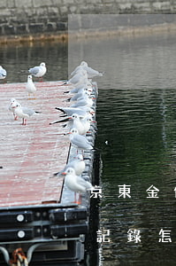 京東金條怎么刪除逾期記錄(京東金條的借款記錄怎么刪除)