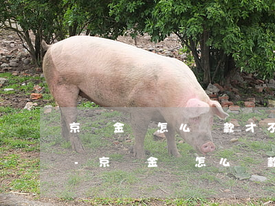 京東金條怎么還款才不會(huì)被拒絕-京東金條怎么還款才不會(huì)被拒絕呢