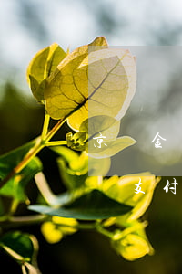 京東金條支付寶借唄逾期律師解說-京東金條支付寶借唄逾期律師解說是真的嗎