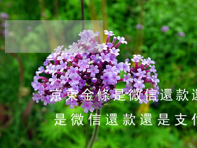 京東金條是微信還款還是支付寶-京東金條是微信還款還是支付寶還款