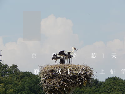 京東金條晚還款1天會上征信嗎-京東金條晚還款1天會上征信嗎怎么辦