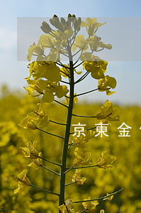 京東金條最多逾期多天