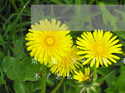 京東金條欠3千多還不起怎么辦(京東金條還不了怎么辦)