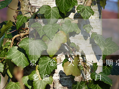 京東金條欠3萬逾期(京東金條欠款3000多逾期一個多月沒還會有什么后果)
