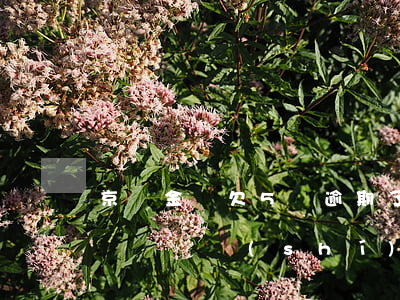 京東金條欠5萬逾期了(有沒有京東金條逾期幾萬暫時(shí)還不上的)