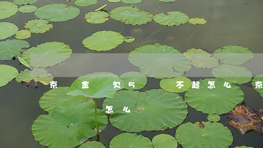京東金條欠5萬還不起怎么辦(京東金條沒有錢還,該怎么辦)