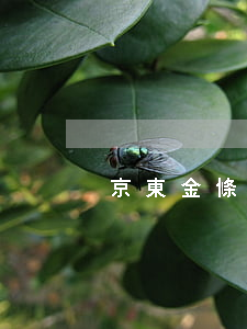 京東金條欠了5年(京東金條兩萬三年沒還)