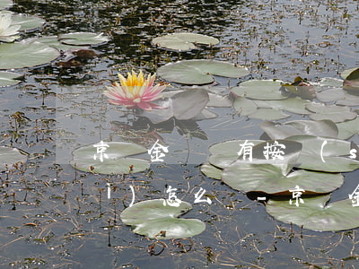 京東金條沒有按時(shí)還款會(huì)怎么樣-京東金條沒有按時(shí)還款會(huì)怎么樣嗎