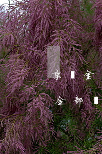 京東金條沒開通會不會逾期(京東金條有逾期,全部還清后不能使用)