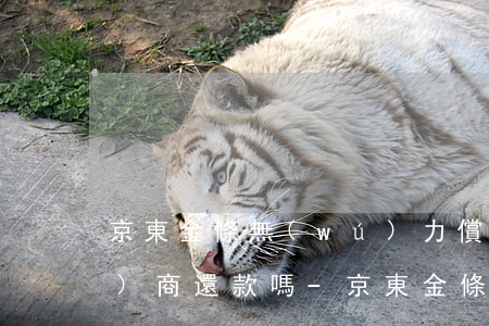 京東金條無(wú)力償還可以協(xié)商還款嗎-京東金條實(shí)在還不了可以協(xié)商嗎