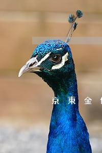 京東金條逾期23天(京東金條逾期23天)