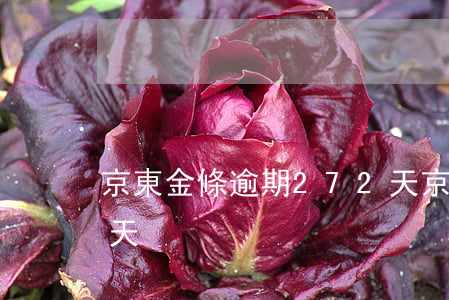 京東金條逾期272天(京東金條逾期272天)
