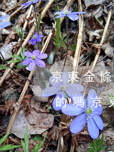 京東金條逾期2個(gè)月說要上門是真的嗎?（京東金條逾期了要上門）