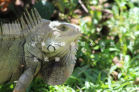 京東金條逾期6天怎么辦(京東金條逾期6天怎么辦)
