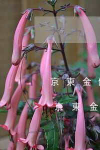 京東金條逾期700會(huì)上門嗎-京東金條欠款一千多逾期一個(gè)月會(huì)上門嗎