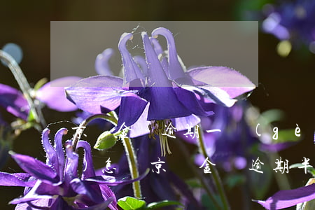 京東金條逾期一個(gè)星期會(huì)怎樣 京東金條逾期半個(gè)月了會(huì)有什么后果?