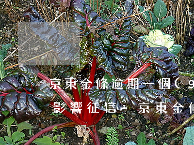 京東金條逾期一個(gè)月會(huì)影響征信-京東金條逾期1天上征信有什么影響