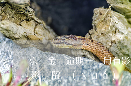 京東金條逾期一個月有影響嗎（京東金條逾期影響留學(xué)嗎）