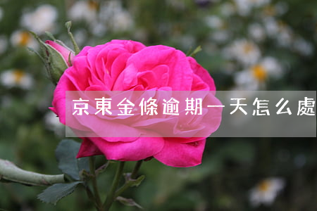京東金條逾期一天怎么處理