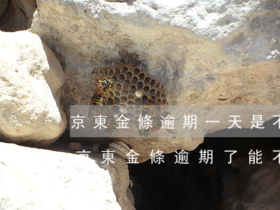 京東金條逾期一天是不是以后都不能再借了（京東金條逾期了能不能停息）