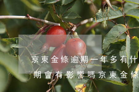 京東金條逾期一年多有什么后果 京東金條逾期會有影響嗎?京東金條逾期攻略!