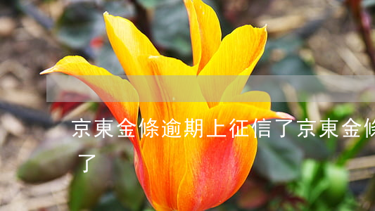 京東金條逾期上征信了(京東金條逾期上征信了)
