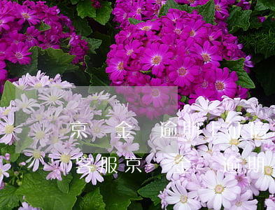京東金條逾期上征信怎么聯(lián)系客服(京東金條逾期了一天上征信了怎么辦)