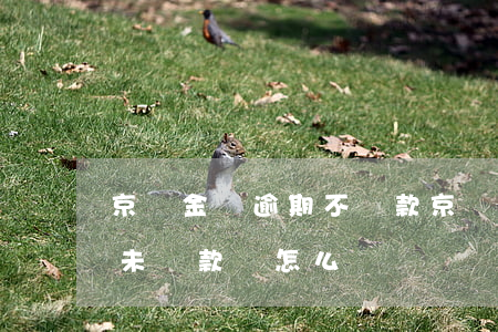 京東金條逾期不還款(京東金條逾期一個星期未還款會怎么樣)