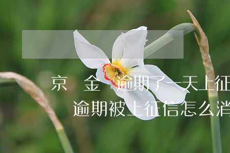 京東金條逾期了一天上征信了怎么辦（京東金條逾期被上征信怎么消除）