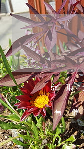 京東金條逾期了兩年(京東金條逾期兩年多沒有催收,現(xiàn)在又打電話了)