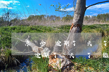 京東金條逾期了幾天還了還能借嗎-京東金條逾期了幾天還了還能借嗎
