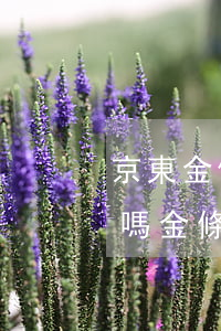 京東金條逾期了能申請(qǐng)信用卡嗎(金條逾期能辦理信用卡)