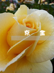 京東金條逾期二十天了