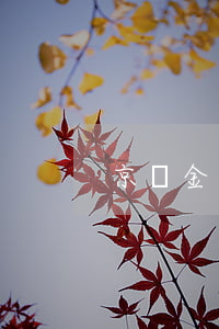 京東金條逾期二十天寄郵件給我