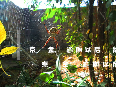 京東金條逾期以后還能繼續(xù)使用嗎-京東金條逾期以后還能繼續(xù)使用嗎安全嗎