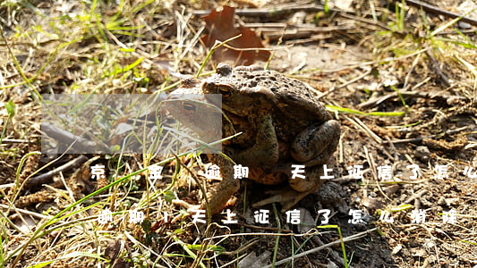 京東金條逾期兩天上征信了怎么辦(京東金條逾期1天上征信了怎么消除)