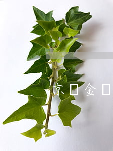 京東金條逾期到什么時(shí)候可以用-