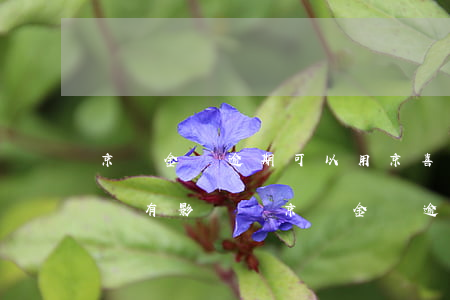 京東金條逾期可以用京喜嗎-京東金條逾期會有影響嗎?京東金條逾期攻略!